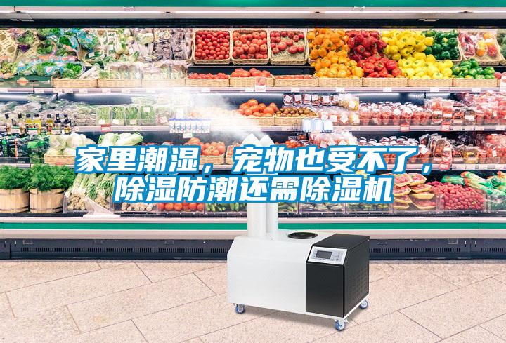 家里潮濕，寵物也受不了，除濕防潮還需除濕機(jī)